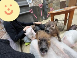 デートにおすすめ✨✨mipig cafe🐷🐷🐷