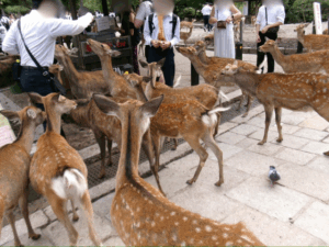 奈良に行ってきました🦌