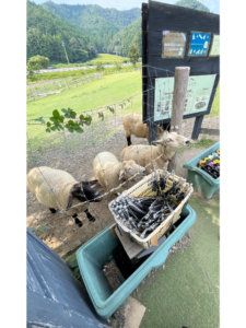 【滋賀県】ローザンベリー多和田に行ってきました！🐑🐏🐎