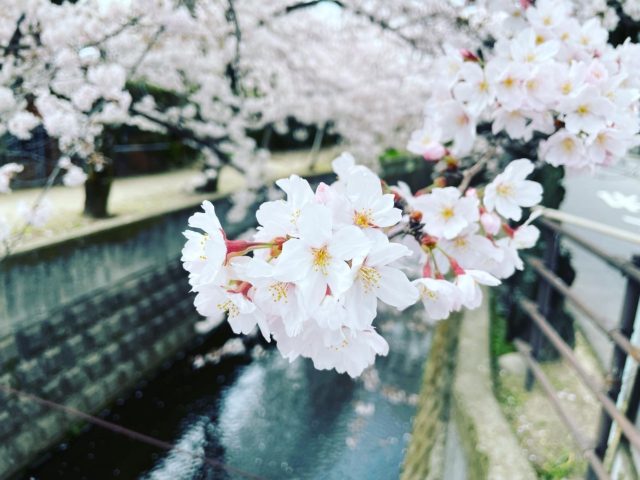 四日市の桜は満開です！！今週末は大切なお相手とデートをお考えください(^▽^)