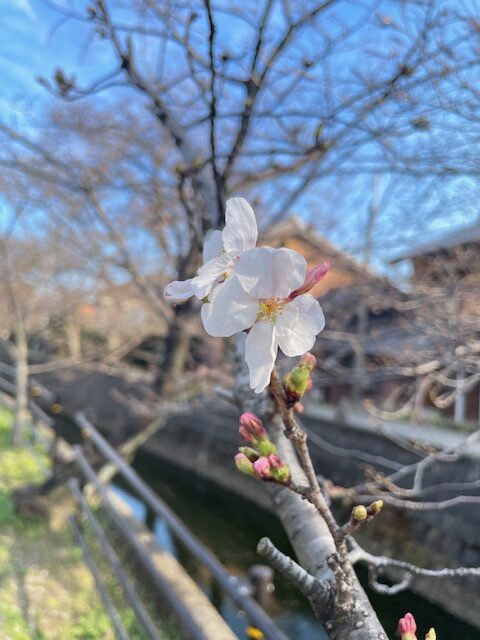 四日市 十四川の桜が開花