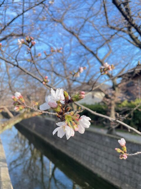 四日市 十四川の桜が開花｜2026年桜まつり・ライトアップ・見頃情報。