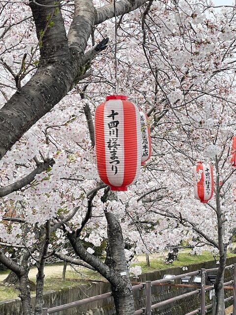 四日市は桜満開！