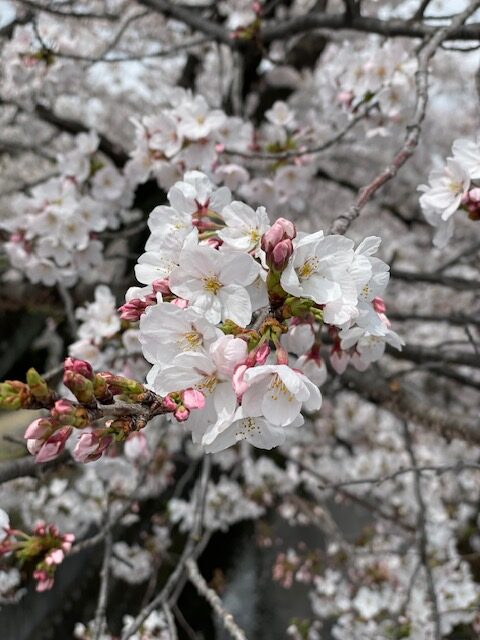 四日市は桜満開