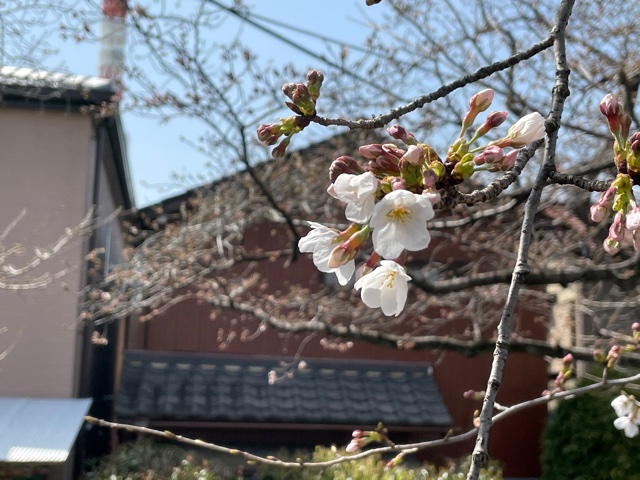十四の桜は本日１％の開花状況です！見ごろは27日、28日の週末です！